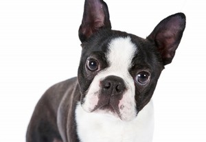 Just experts in dog breeds can pass this awesome quiz