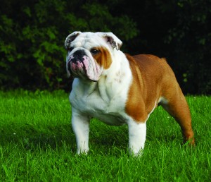 Just experts in dog breeds can pass this awesome quiz
