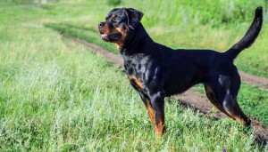 Just experts in dog breeds can pass this awesome quiz 9