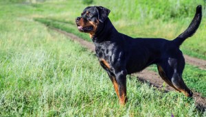 Just experts in dog breeds can pass this awesome quiz