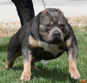 Just experts in dog breeds can pass this awesome quiz