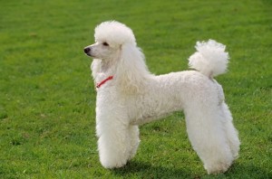 Just experts in dog breeds can pass this awesome quiz