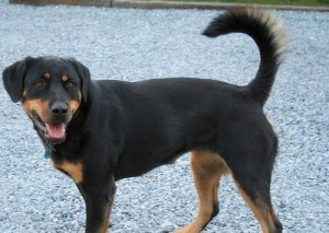 Just experts in dog breeds can pass this awesome quiz