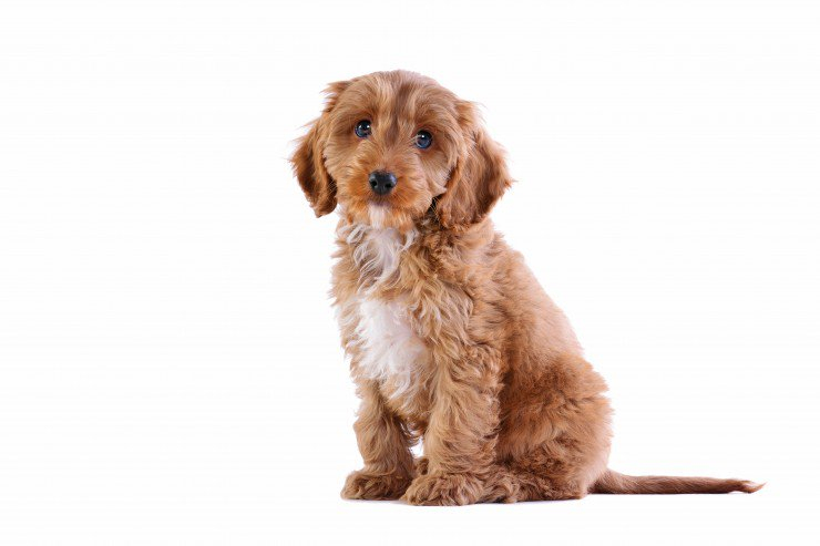 Just experts in dog breeds can pass this awesome quiz 15