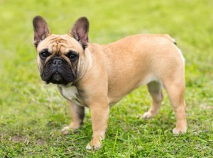 Just experts in dog breeds can pass this awesome quiz 6