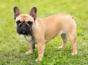 Just experts in dog breeds can pass this awesome quiz
