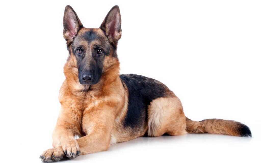 Just experts in dog breeds can pass this awesome quiz 1