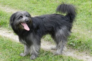 Just experts in dog breeds can pass this awesome quiz