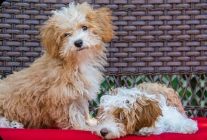 Just experts in dog breeds can pass this awesome quiz