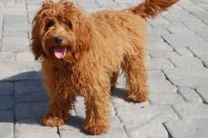 Just experts in dog breeds can pass this awesome quiz