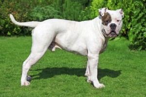 Just experts in dog breeds can pass this awesome quiz