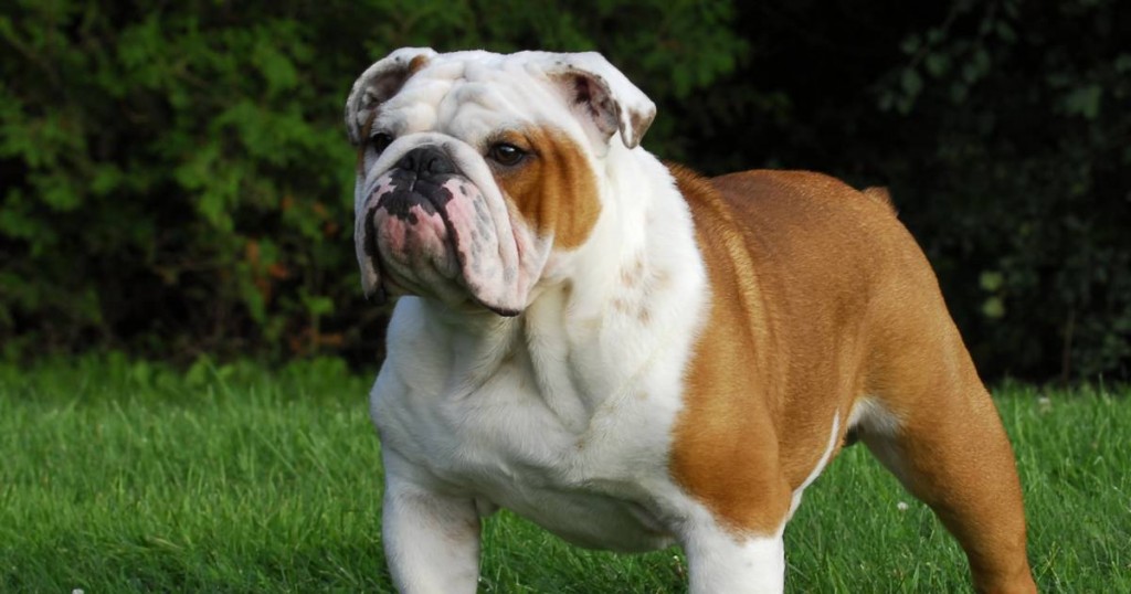 Just experts in dog breeds can pass this awesome quiz 2