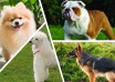 Dog breeds quiz