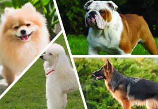 Dog breeds quiz