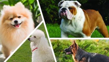 Dog breeds quiz