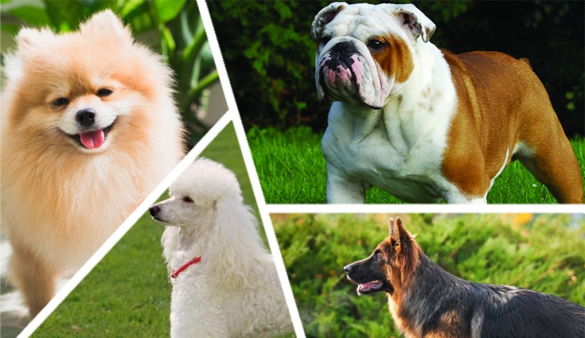 Dog breeds quiz