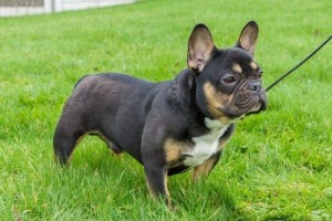 Just experts in dog breeds can pass this awesome quiz