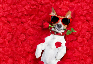 love, animal, quiz