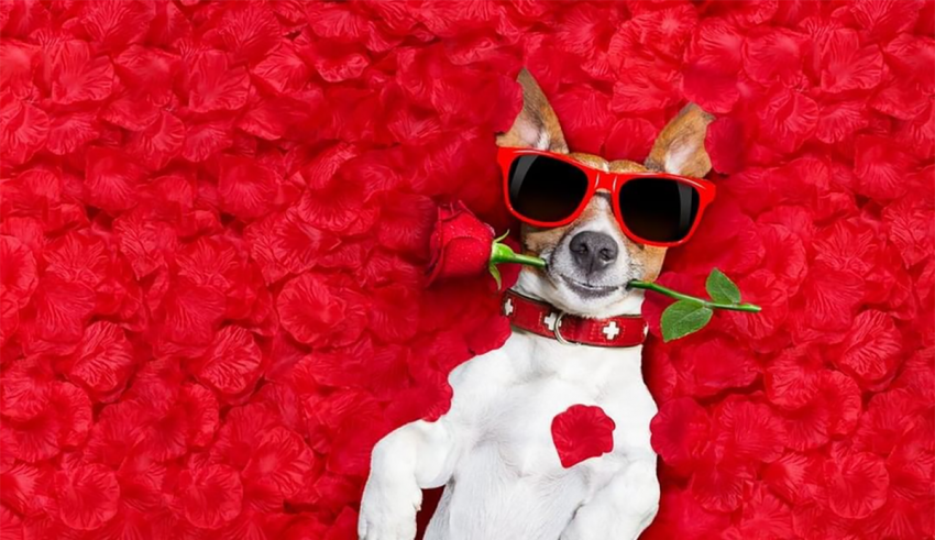 Discover your love style based on your favorite animal