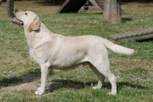 Which one of these dogs is Labrador Retriever? 1