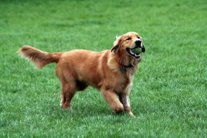 Labrador Retriever Quiz