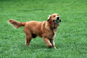 Which one of these dogs is Labrador Retriever? 2