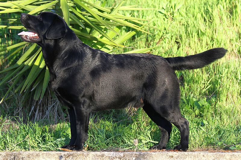 You are the best parent for Labrador Retriever if you can answer all 7