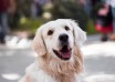 Labrador Retriever Quiz. The Best Parents Score +70% 1