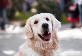 You are the best parent for Labrador Retriever if you can answer all 17