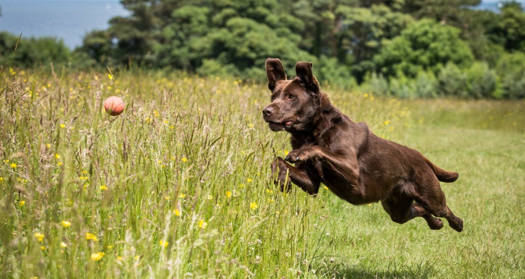 You are the best parent for Labrador Retriever if you can answer all 12