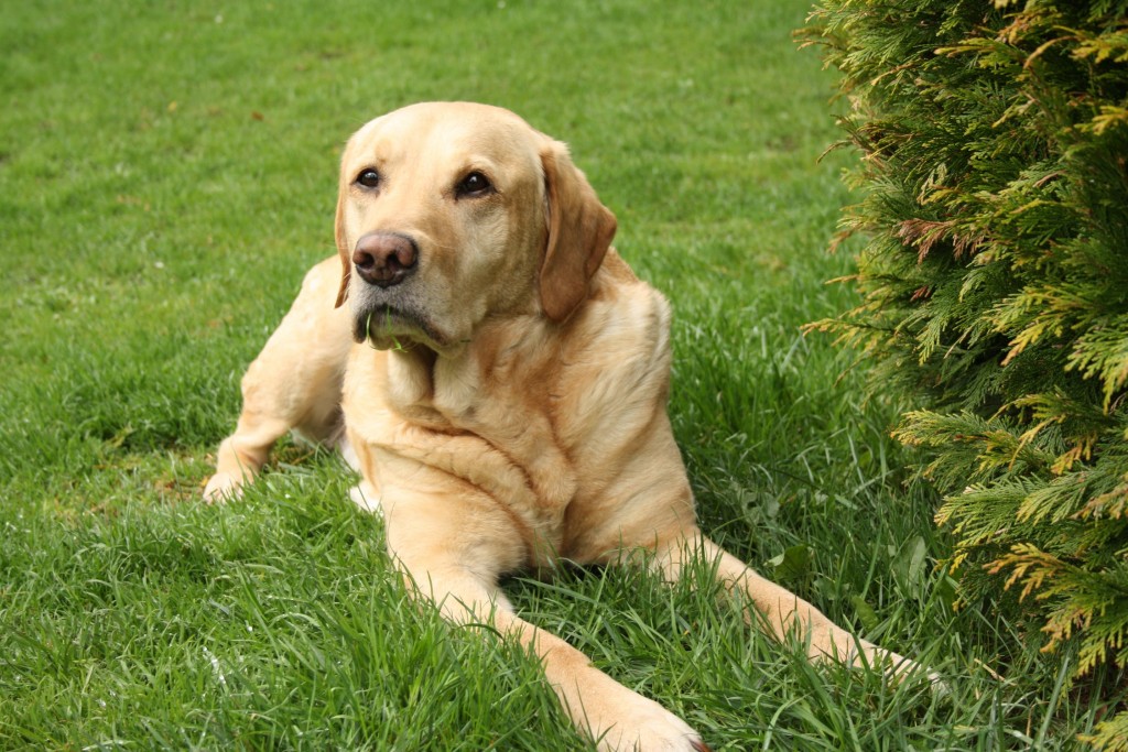 You are the best parent for Labrador Retriever if you can answer all 6
