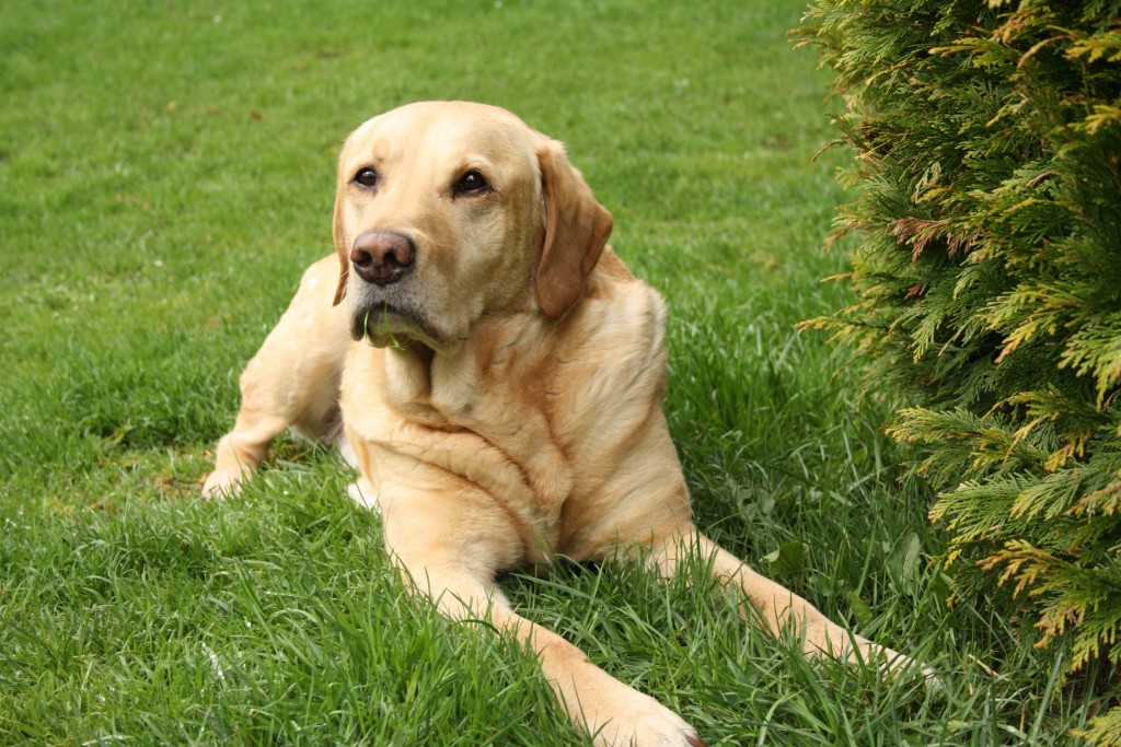 You are the best parent for Labrador Retriever if you can answer all 5