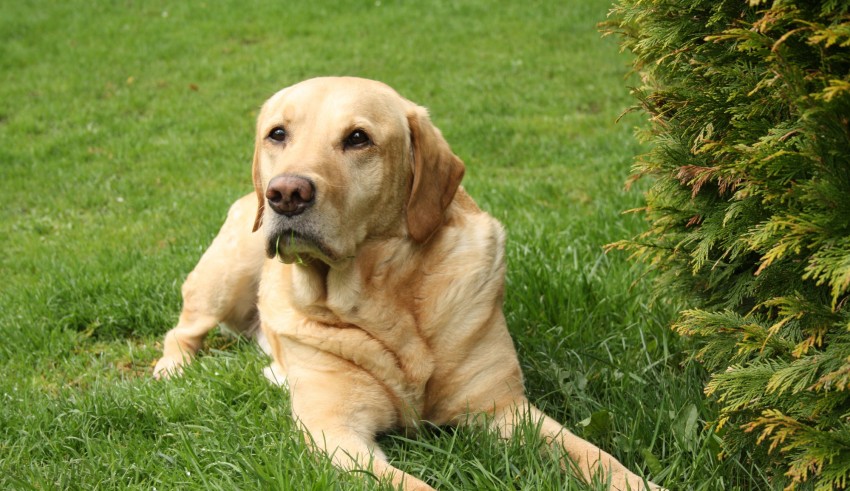 A yellow labrador retriever laying in the grass.