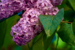 You go to a flower shop, which of the following flowers do you buy? 4