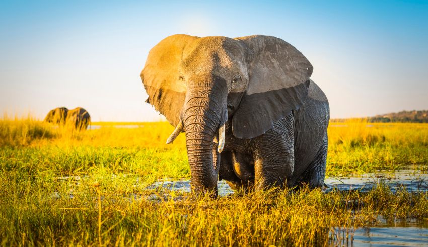 Two elephants are standing in the water.