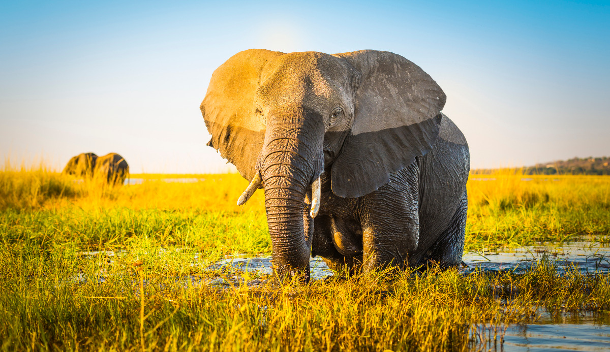 Funniest Animal Trivia Quiz 🐘 Are You Smart To Score 80%?