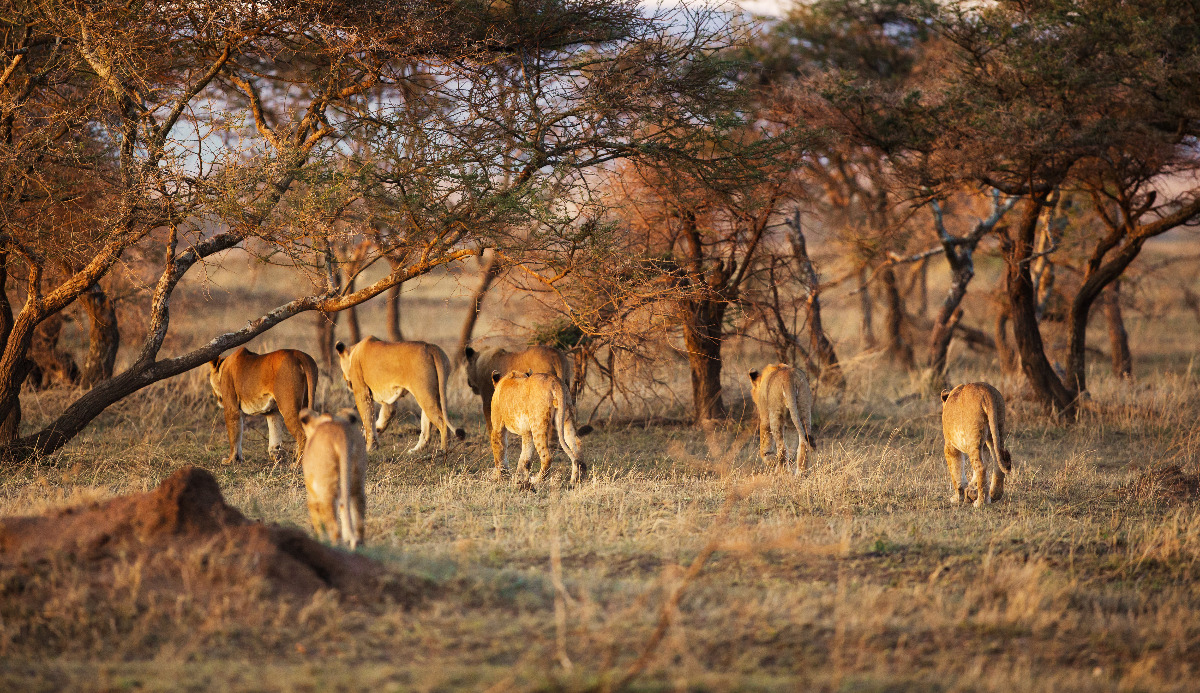 What's the name of a lions group? 1