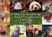 What animal am I quiz