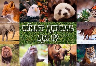 What animal am I quiz