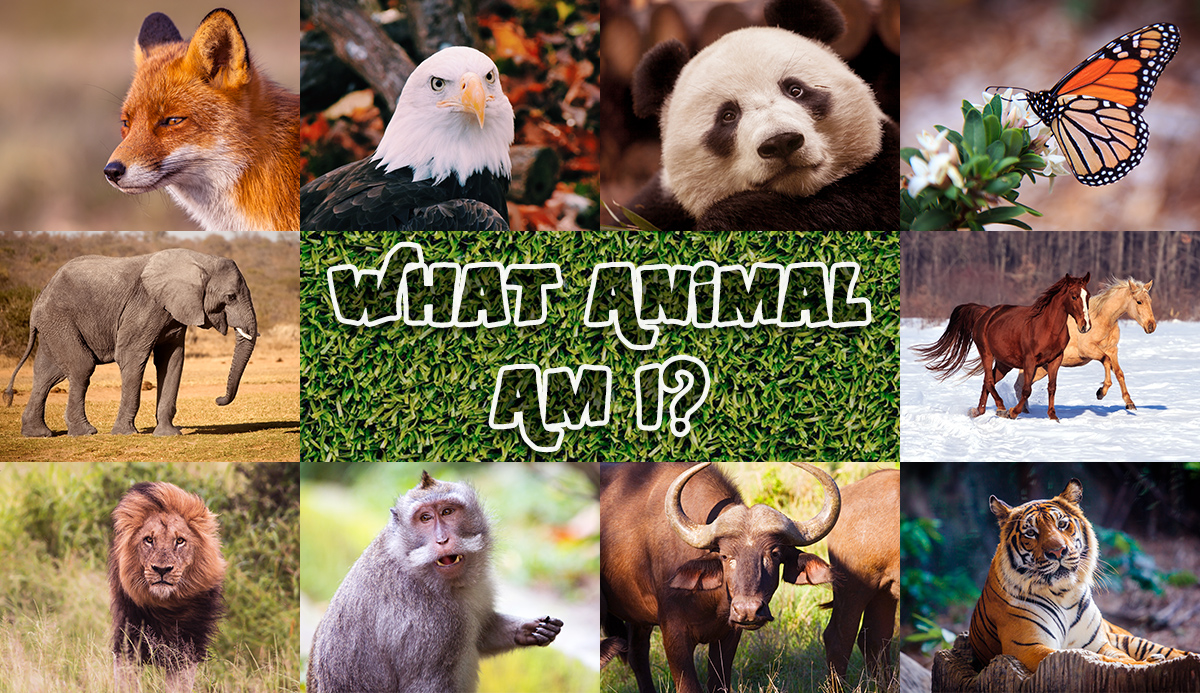 What animal am I quiz. 100% Accurate Personality Test