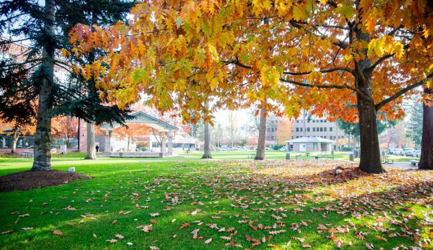 A park with trees and leaves in the fall.