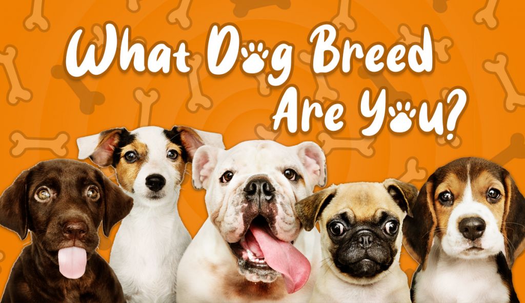 What Dog Breed Are You? Which Of The 195 Breeds Matches You?