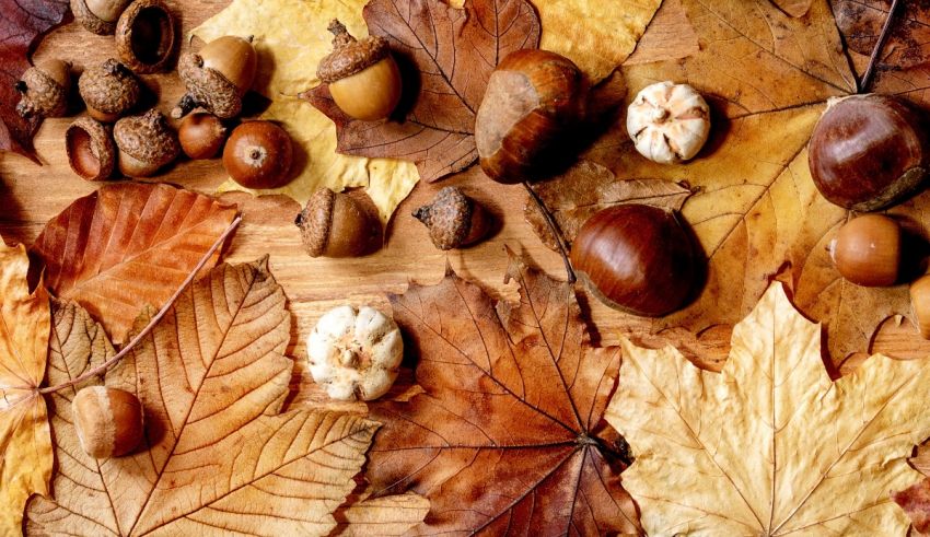 Autumn leaves and nuts are arranged on a wooden surface.