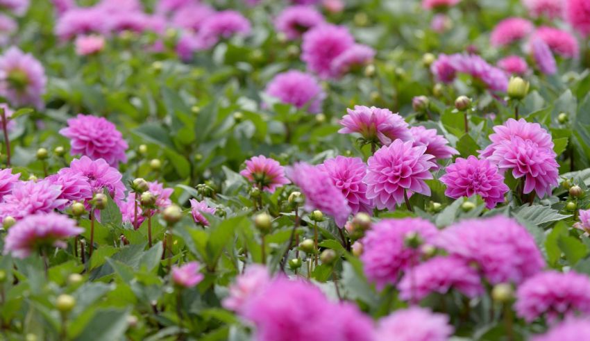 A field of pink dahlias with green leaves.