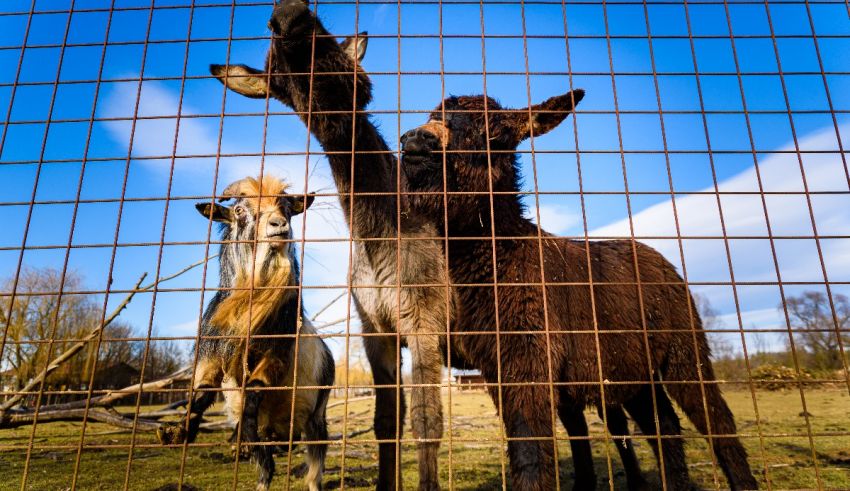 A group of goats standing behind a fence.