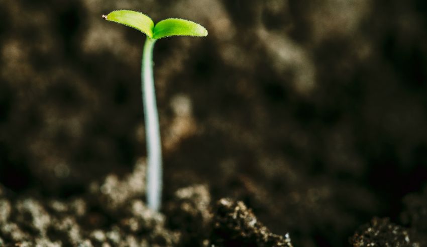 A small plant sprouting out of the dirt.