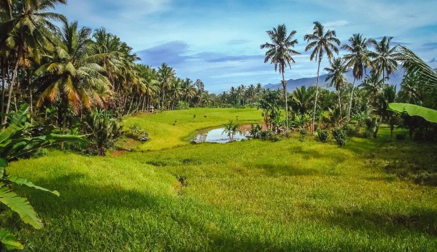 A green field with palm trees and a pond.
