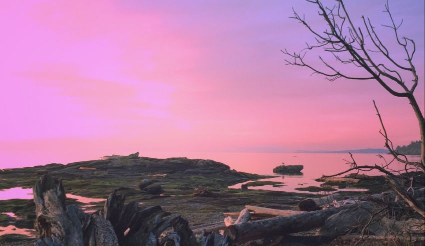 A pink sunset over a beach with trees and rocks.