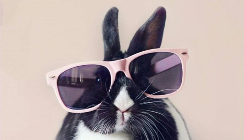 A black and white rabbit wearing pink sunglasses.