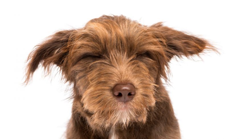 A brown dog with its eyes closed on a white background.